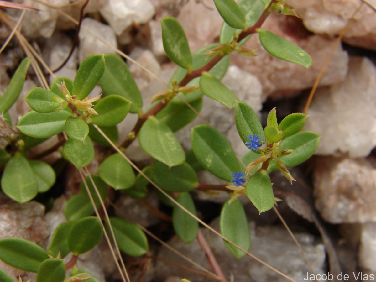Polygala telephioides Willd. LC